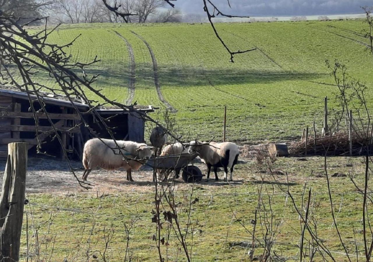 Exklusive Naturoase Direkt Am Ars Natura Wanderweg Mit Panoramablick Auf Melsungen 아파트 외부 사진